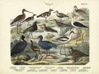 Ptaki, ok.1860